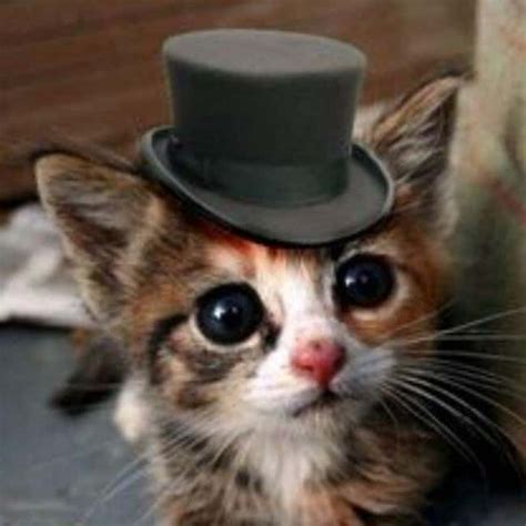 32 Insanely Adorable Cats Wearing Hats