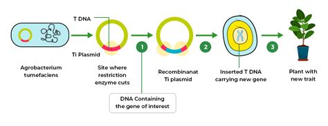 Recombinant DNA Technology - Tools, Process, Applications and FAQs