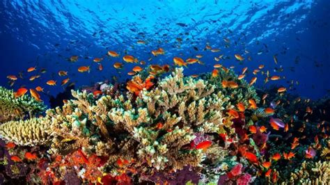 Noise pollution has effects on the coral reef