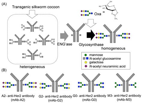 Antibodies | Free Full-Text | Principles of N-Linked Glycosylation Variations of IgG-Based ...