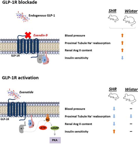 Endogenous Activation of Glucagon-Like Peptide-1 Receptor Contributes to Blood Pressure Control ...