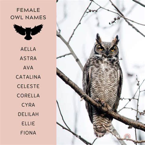 230+ Best Owl Names (Cute, Funny, and Cool) - Every Little Name