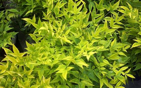 Nandina domestica 'Lemlim' PBR Magical Lemon Lime R | Plant Select