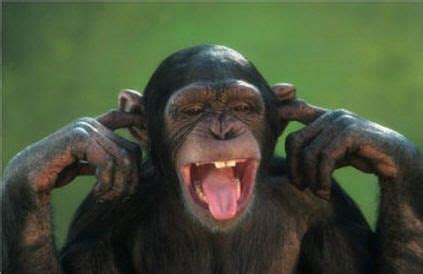 What? I can't hear you! | Monkeys funny, Monkey pictures, Primates