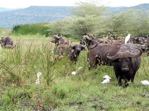 RA Safaris | Lake Manyara National Park | Tanzania Safari Adventure Company