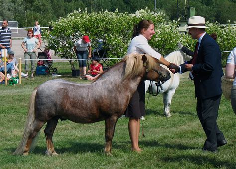 Shetland pony - Wikipedia
