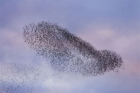 What is a starling murmuration and why do they form? | The Wildlife ...