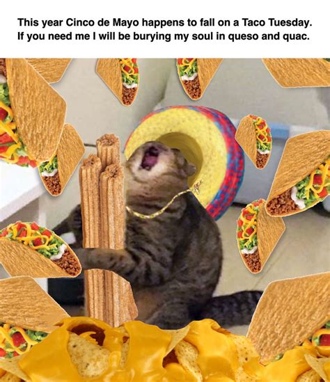 Cinco De Mayo Cat Meme - SCATREY