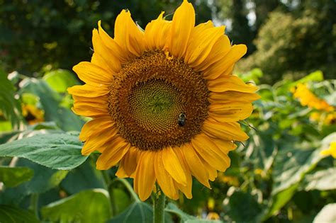 How Long to Germinate Sunflower Seeds | HGTV