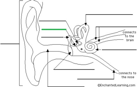 Ear Diagram Quiz Flashcards | Quizlet