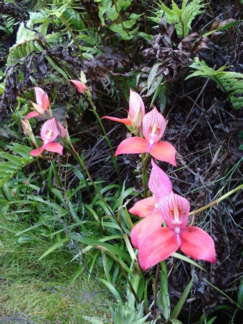 PlantFiles Pictures: Species Orchid, Disa, Pride of Table Mountain, Red Disa, Single Flowered ...