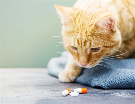 Gabapentin for Cats: Usage, Safety, Dosage and Side Effects - Cats.com