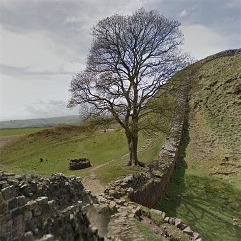 Sycamore Gap aka "Robin Hood Tree" in Bardon Mill, United Kingdom ...