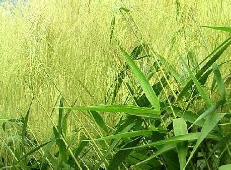 Tiger Grass or Tambo Production - Franchise, Business and Entrepreneur