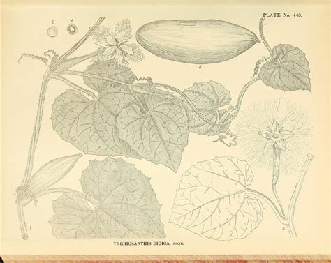 Trichosanthes dioica Images - Useful Tropical Plants