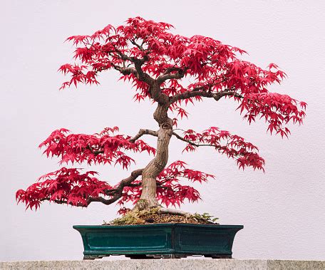 Photo libre de droit de Érable Rouge Japonais Bonsai banque d'images et plus d'images libres de ...