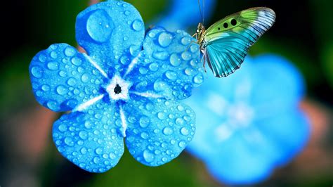 Dew Blue Myosotis Flowers With Water Drops In Blur Background Butterfly 4K HD Flowers Wallpapers ...