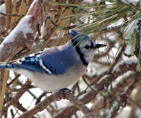 birds in winter time | Beautiful birds, Blue jay bird, Horse pictures