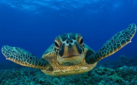 Animals reptiles turtles sea life ocean underwater water swim float face eyes close up smile ...