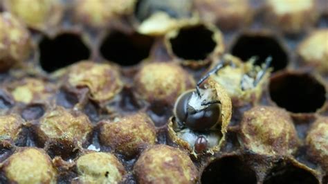 Varroa mite Stock Video Footage - 4K and HD Video Clips | Shutterstock