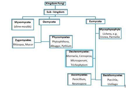 This information about Kingdom fungi is going to help you to grab ...