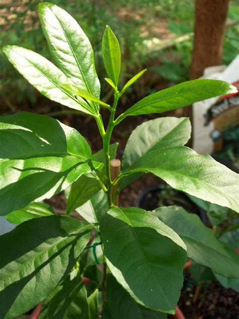 File:Lemon-citrus limon seedling.jpg - Wikimedia Commons