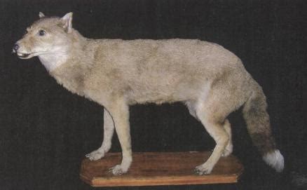 Rare & Extinct Creatures: Warrah or Falkland Islands Wolf