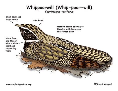 Whippoorwill (Whip-poor-will)