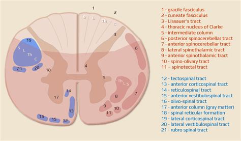 Spinal cord vascular disorders | STROKE MANUAL