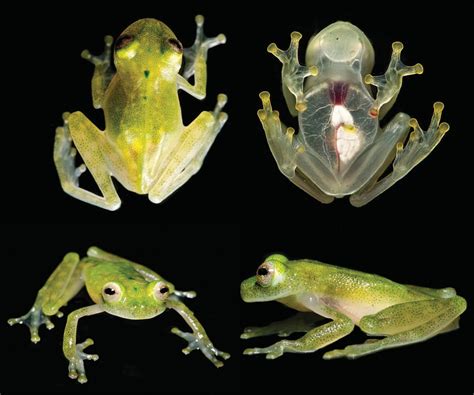 Les grenouilles de verre, des espèces vulnérables et en voie d ...