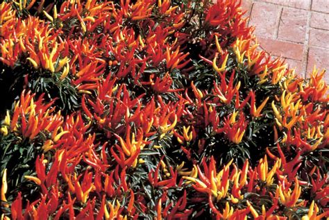 Ornamental Pepper Chilly Chili F1 | All-America Selections