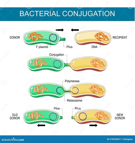 Bacterial Conjugation. Horizontal Gene Transfer Stock Vector ...