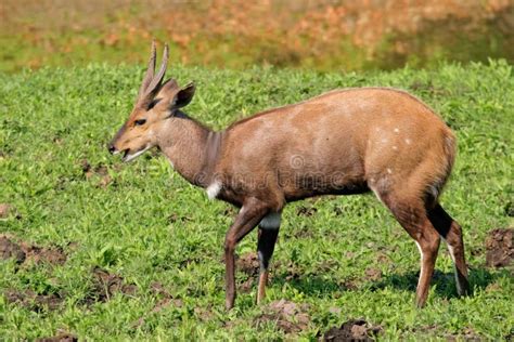 Bushbuck antelope stock photo. Image of outdoor, safari - 24645010