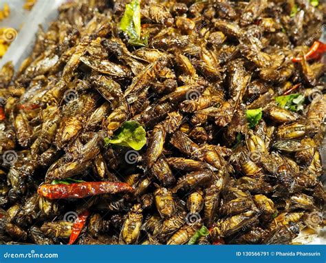 Cricket Bug Fried Asian Insect Snack Food, High Protein Food Stock ...