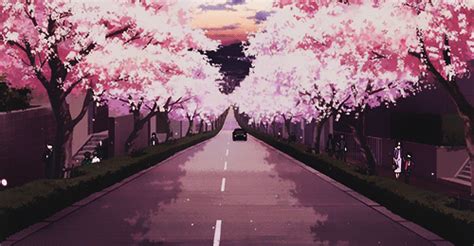 Cherry Blossom Gif - IceGif