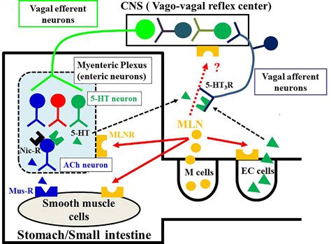 Frontiers | Motilin Comparative Study: Structure, Distribution, Receptors, and Gastrointestinal ...