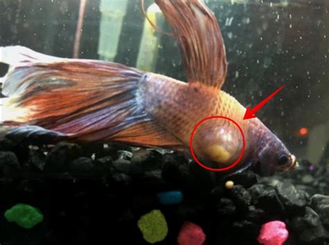 Betta Fish Tumor, Everything You Need to Know About the Symptoms and Treatment - The Aqua Advisor