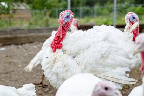 Tips for Raising Domestic Turkeys - My Animals