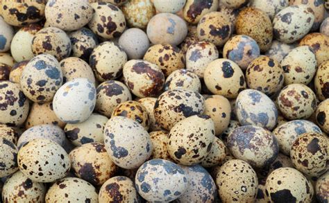 Chukar Partridge (Eggs) - Pepper Ponderosa