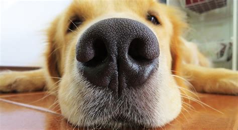 Why is my dog’s nose dry? - Karingal Vet Hospital - Vet Services