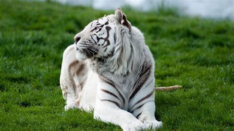 Tiger Albino 2, HD Animals, 4k Wallpapers, Images, Backgrounds, Photos and Pictures