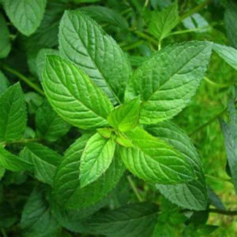 Mentha Essential Oil | Moksha Lifestyle Products