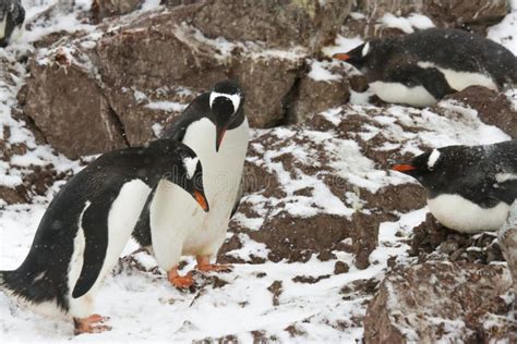 Gentoo Penguin Mating Behaviors Stock Photos - Free & Royalty-Free Stock Photos from Dreamstime