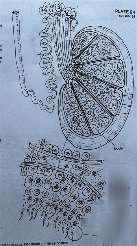 reproductive system diagram one Diagram | Quizlet