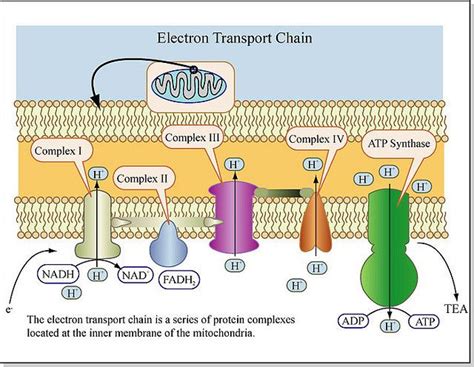 Electron Transport Chain | Electron transport chain, Biology lessons, Biochemistry