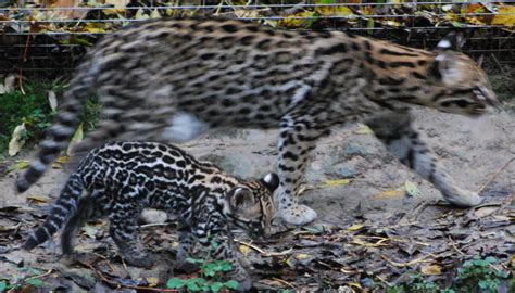 Ocelot Mother and Cub by NicamShilova on DeviantArt