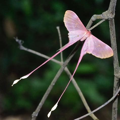 Pink silk moth (Eudaemonia argus). | Pink moth, Insects, Beautiful bugs