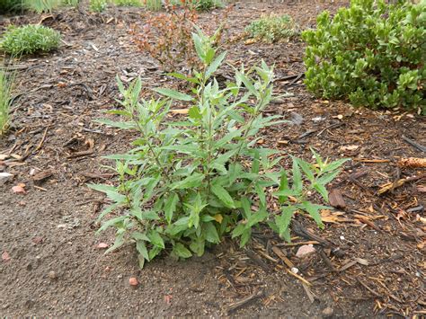 Does Pruning to Ground Level Delay Blue Mist Spirea Bloom Time ...