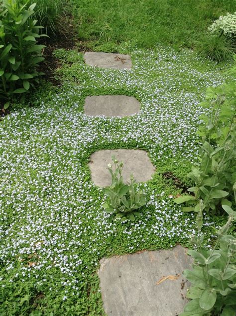 Blue star creeper blooms of small blue flowers | Ground cover seeds ...