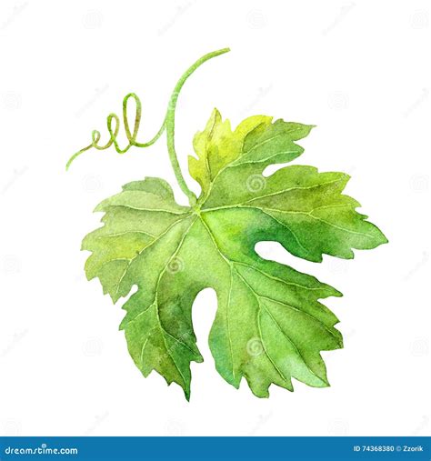 Grape Leaf of Vine with Swirl. Watercolor Stock Illustration - Illustration of green, grape ...